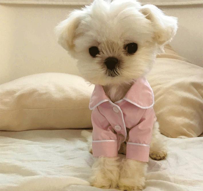 Summer pet pajamas - Pawsitive Cuddles