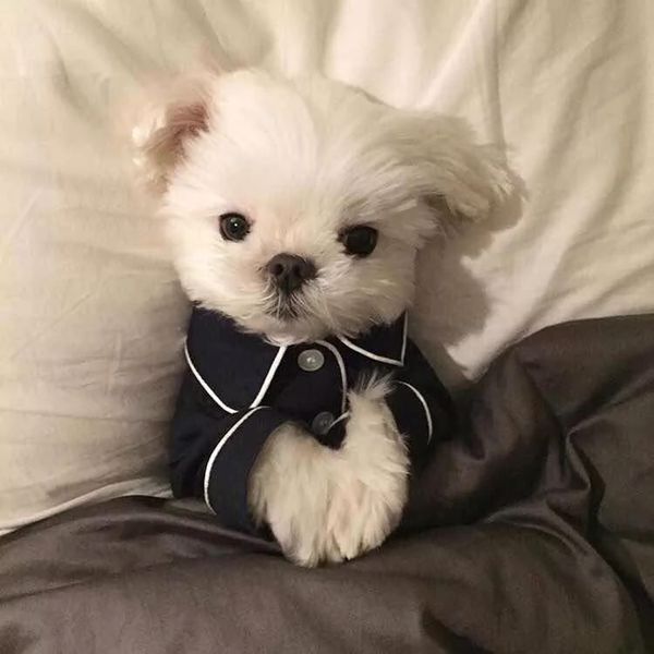 Summer pet pajamas - Pawsitive Cuddles