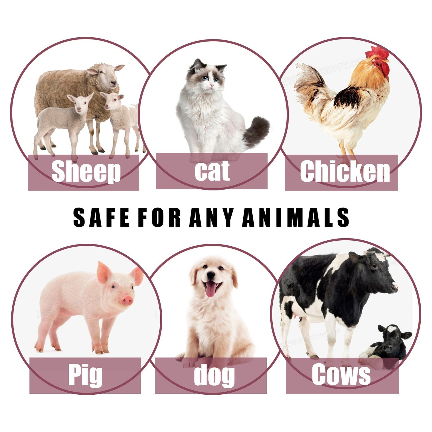 Pet Insect Repellent & Anti-Itching Spray - Pawsitive Cuddles