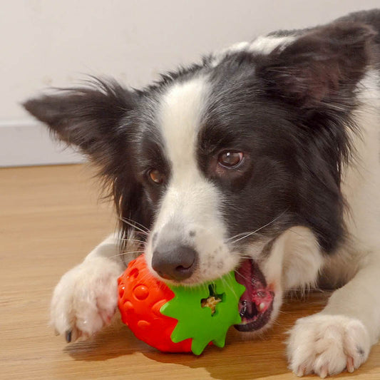 Durable Dog Chew Toy Ball - Pawsitive Cuddles