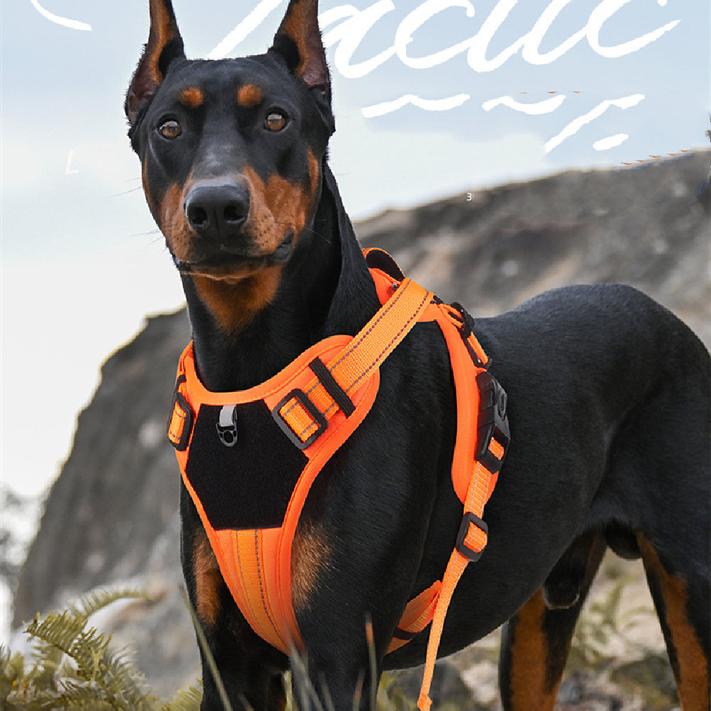 Durable Hand-Holding Rope Dog Harness - Pawsitive Cuddles
