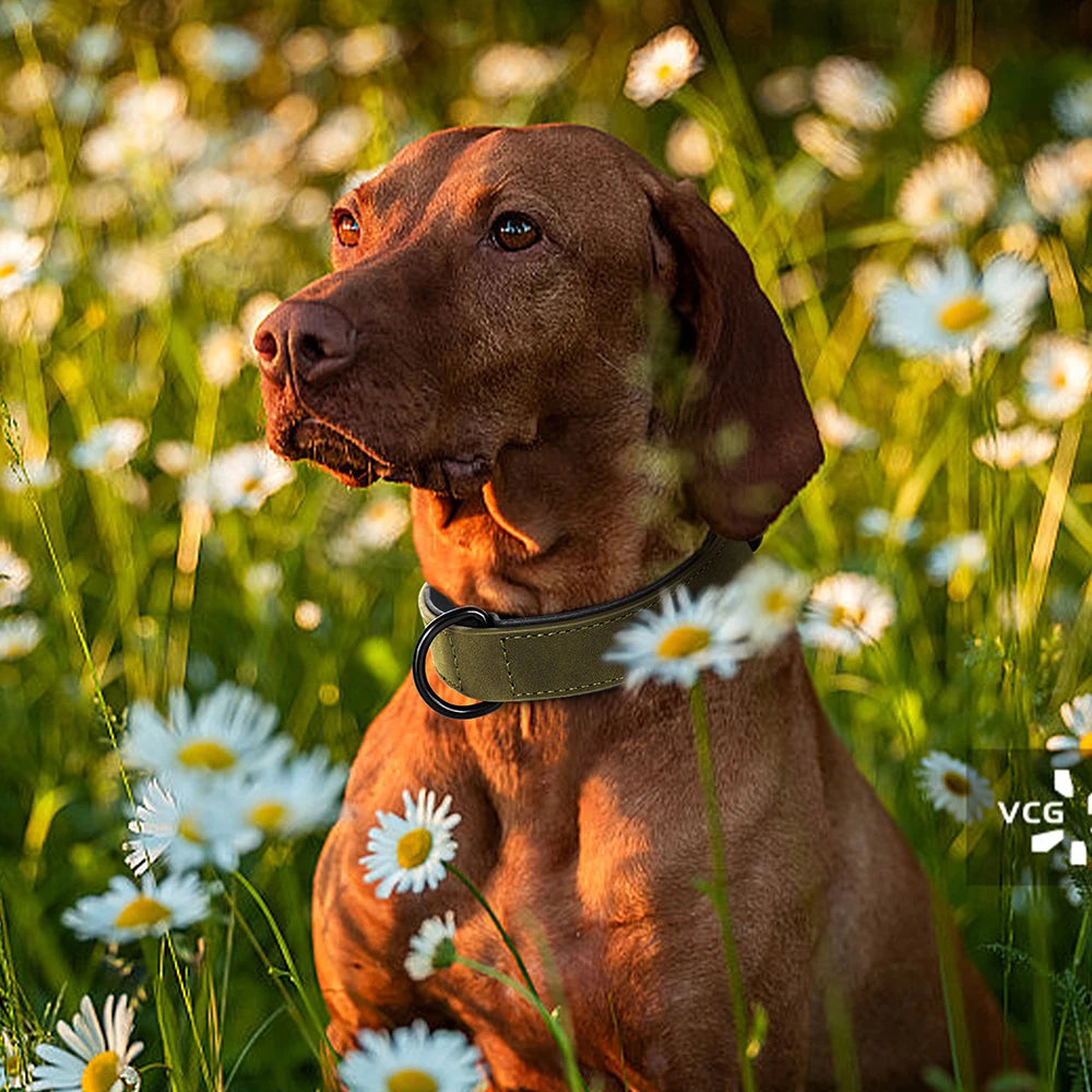 Soft Padded Real Leather Collar for Big Dogs - Pawsitive Cuddles