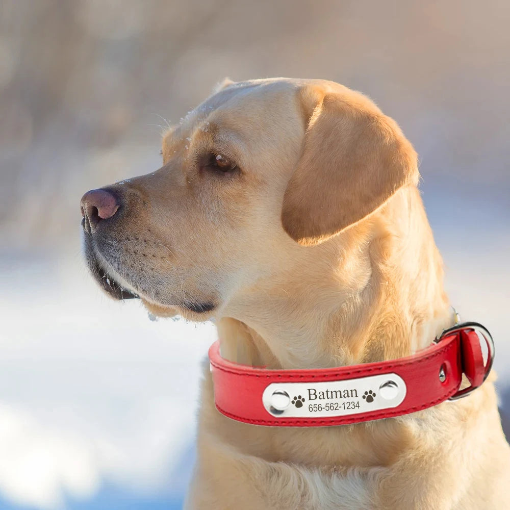 Personalized PU Leather Dog Collar - Pawsitive Cuddles
