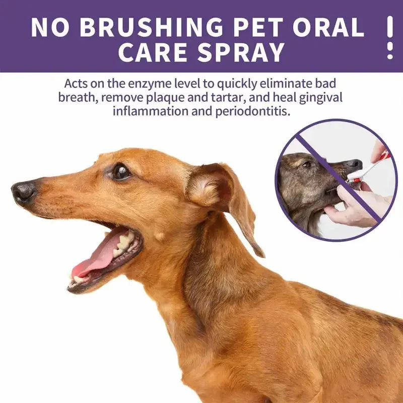 Teeth Cleaning & Deodorizing for Dogs & Cats - Pawsitive Cuddles