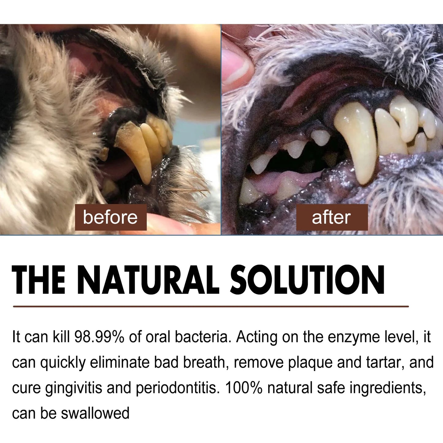 Dental Cleaning & Tartar Removal for Dogs - Pawsitive Cuddles