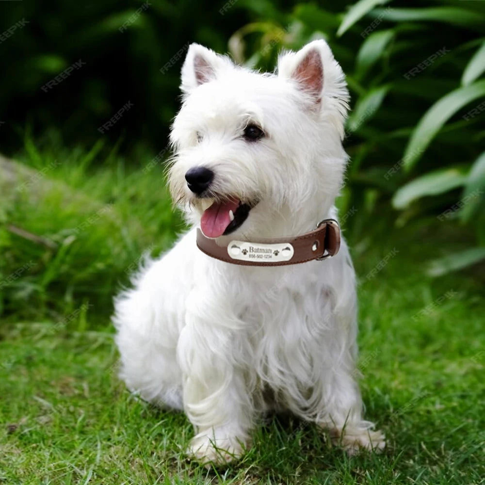 Personalized PU Leather Dog Collar - Pawsitive Cuddles