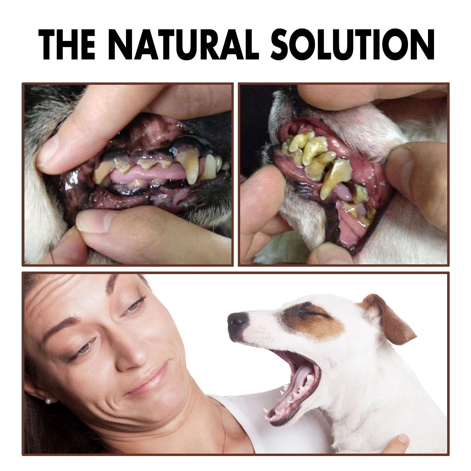 Dental Cleaning & Tartar Removal for Dogs - Pawsitive Cuddles